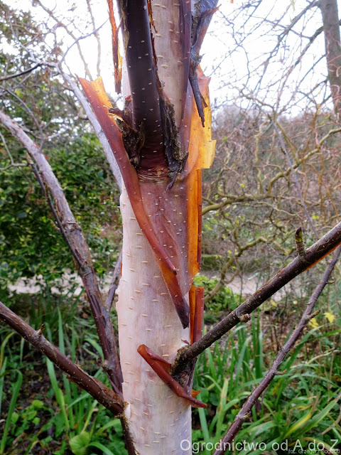 Brzoza chińska Betula albosinensis