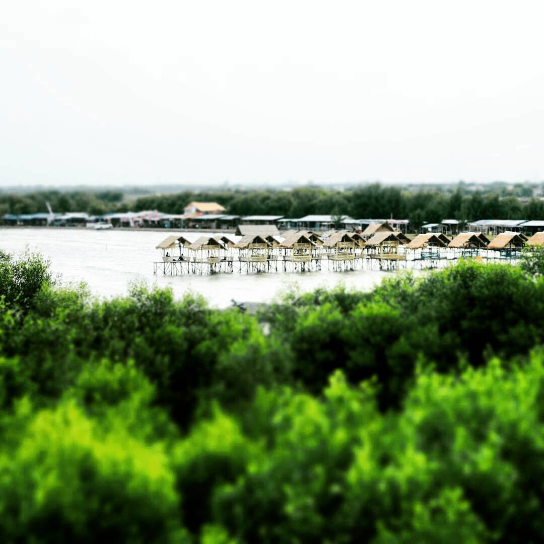 Wisata Mangrove Indramayu Tempat Wisata Indonesia