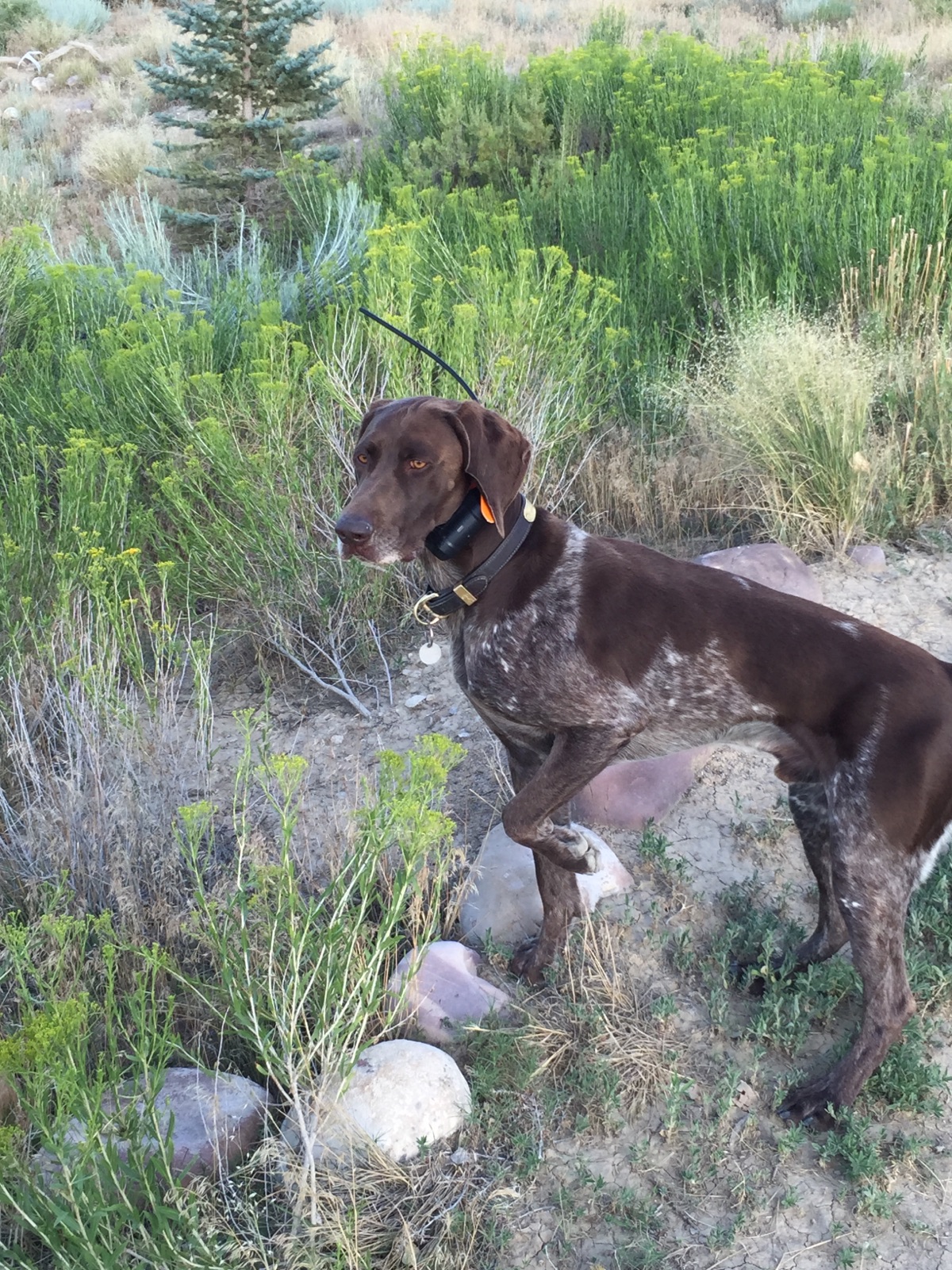 Champagne German Shorthair Pointers Champagne S Aurora Borealis