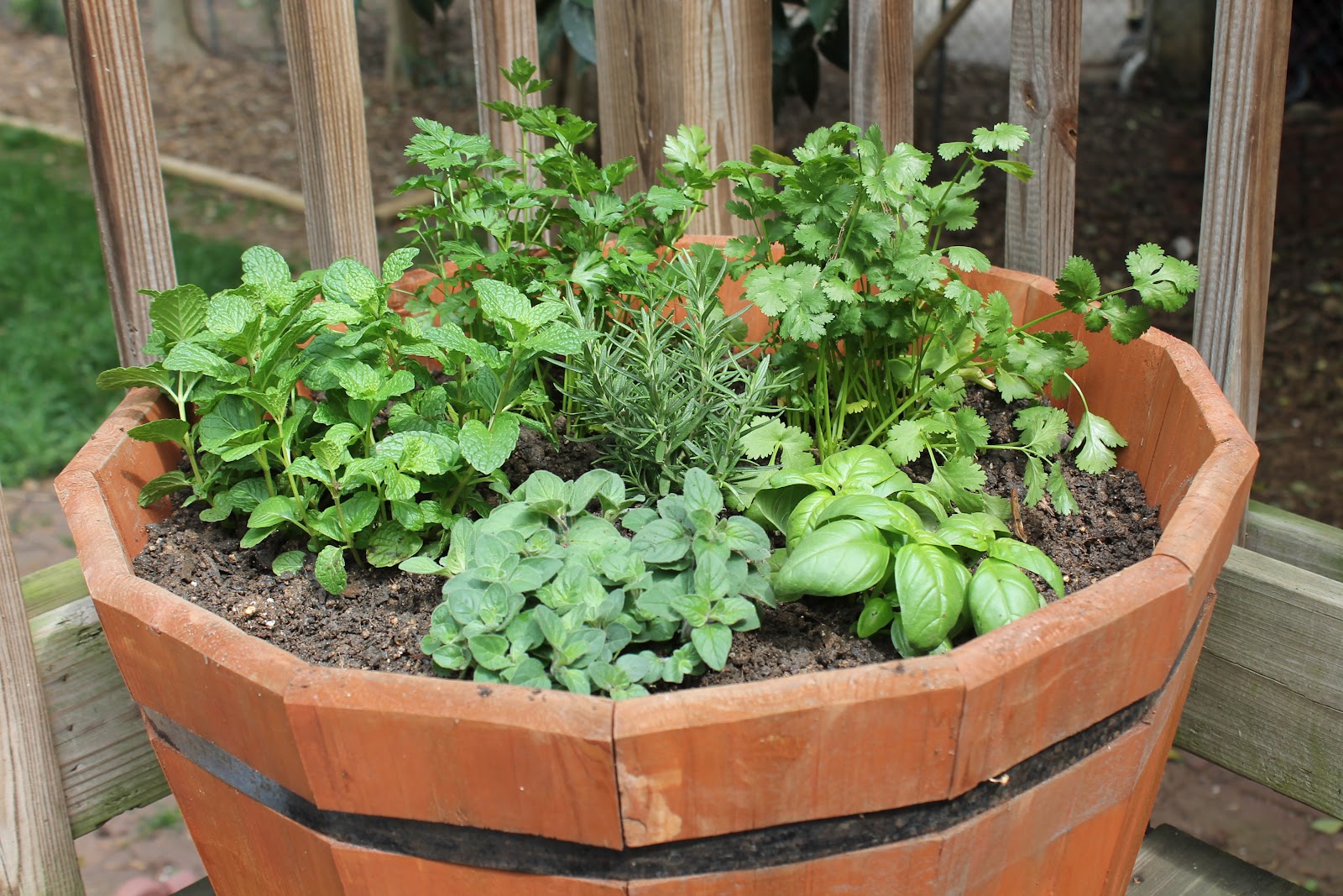 DIY Herb Garden Carolina Charm