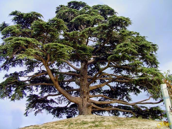 EL ÁRBOL CEDRO LUZGITANA EL ÁRBOL CEDRO LUZGITANA