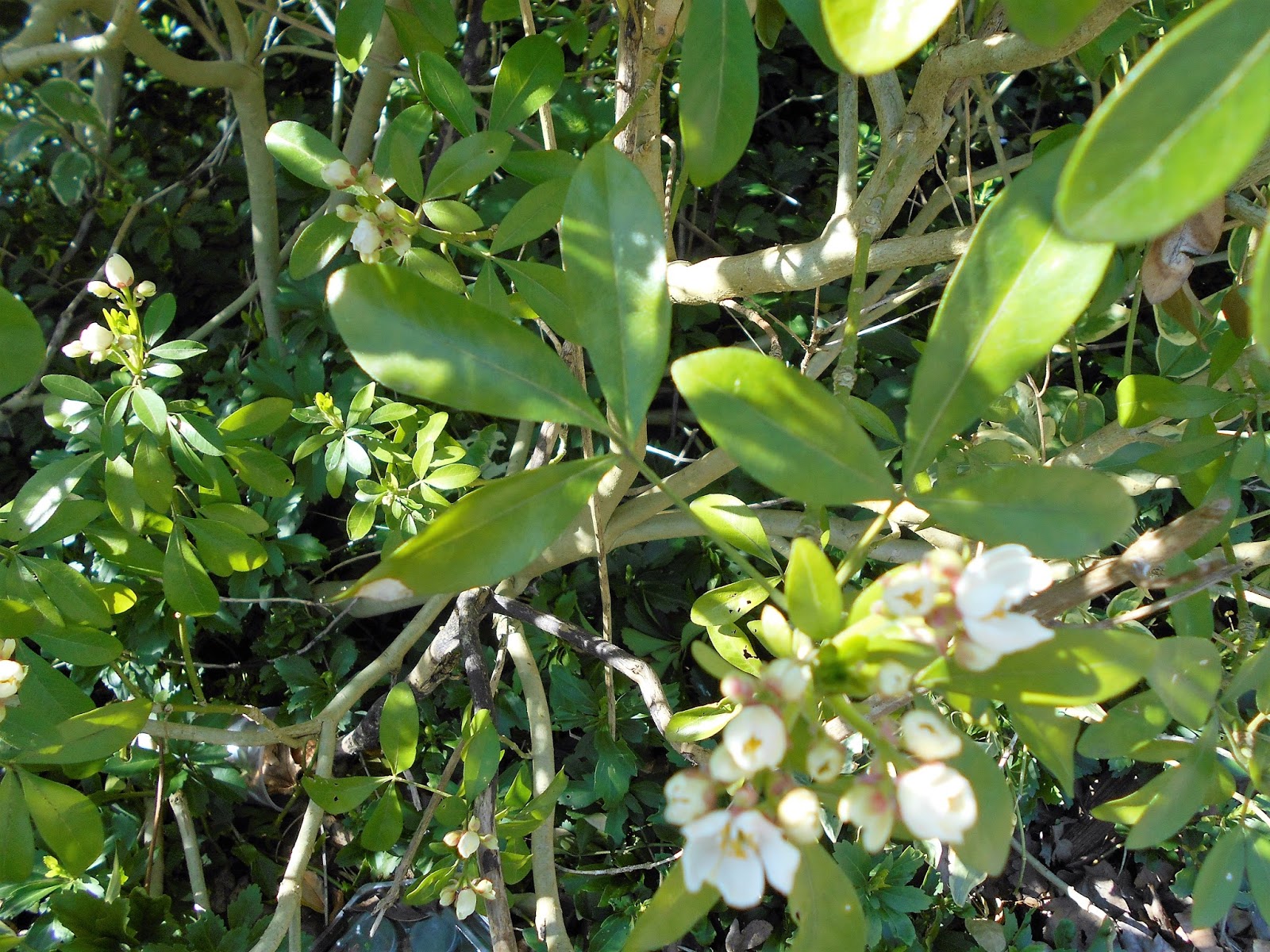 Mexican Orange Blossom Choisya Ternata The Garden Of Eaden
