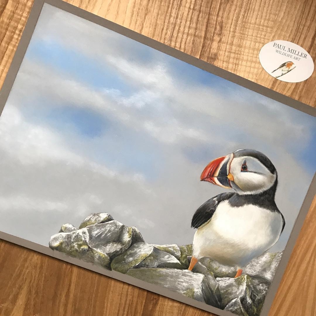 08-Puffin-Paul-Miller-Wildlife-and-Domestic-Animal-Drawings-www-designstack-co
