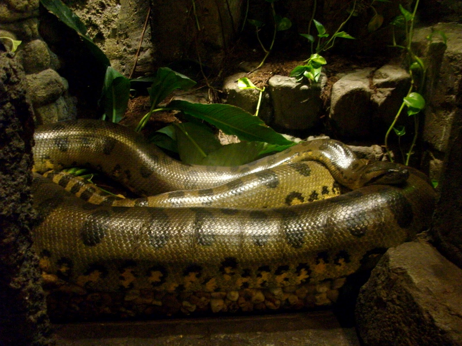 ZooZooReview Jacksonville Zoo