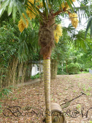 Botaniquarium - Trachycarpus fortunei hairless trunk