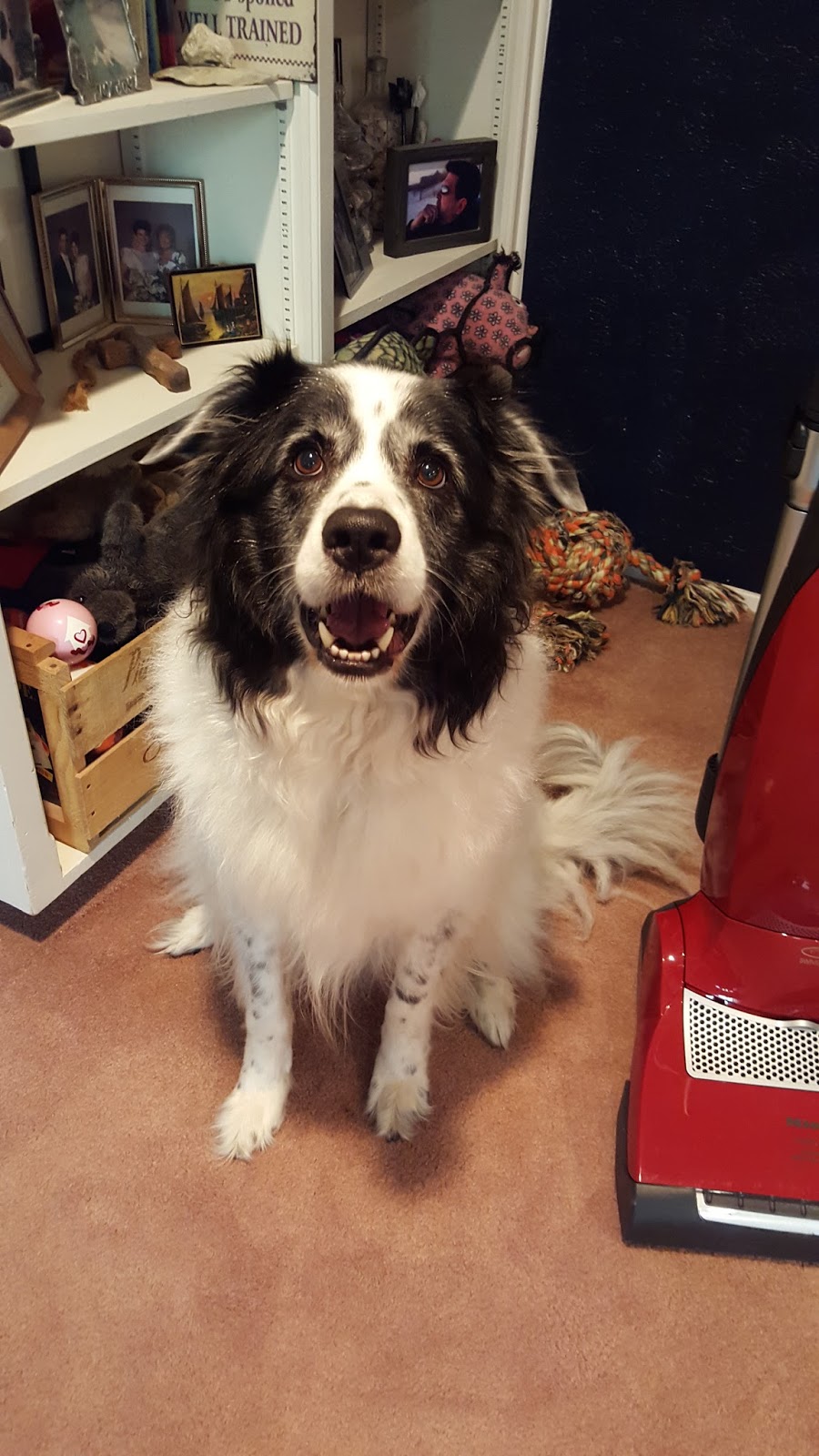 Raising Addie Best Vacuum for Pet Hair The Miele Salsa