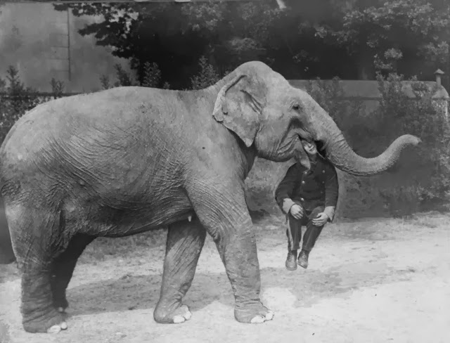 Old Photos of Animals and People from Bygone Times