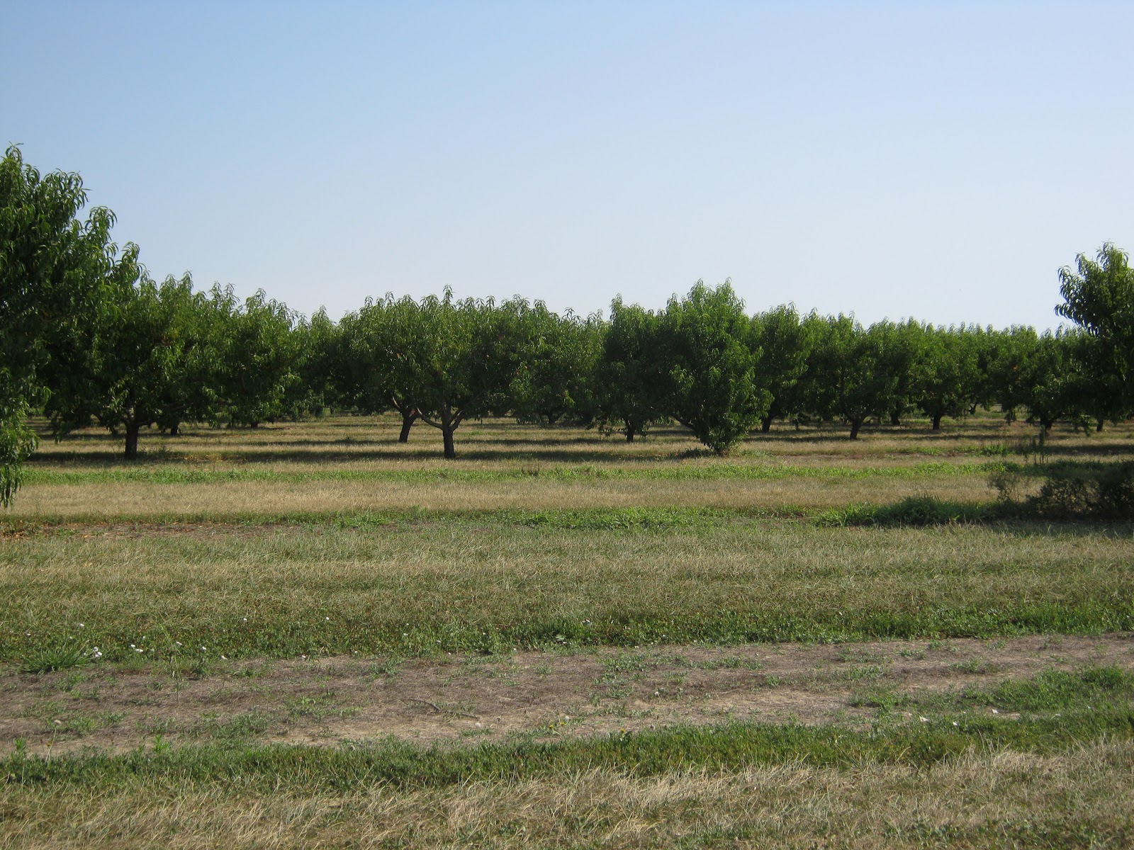 Observations in Agriculture Southern Illinois Peaches