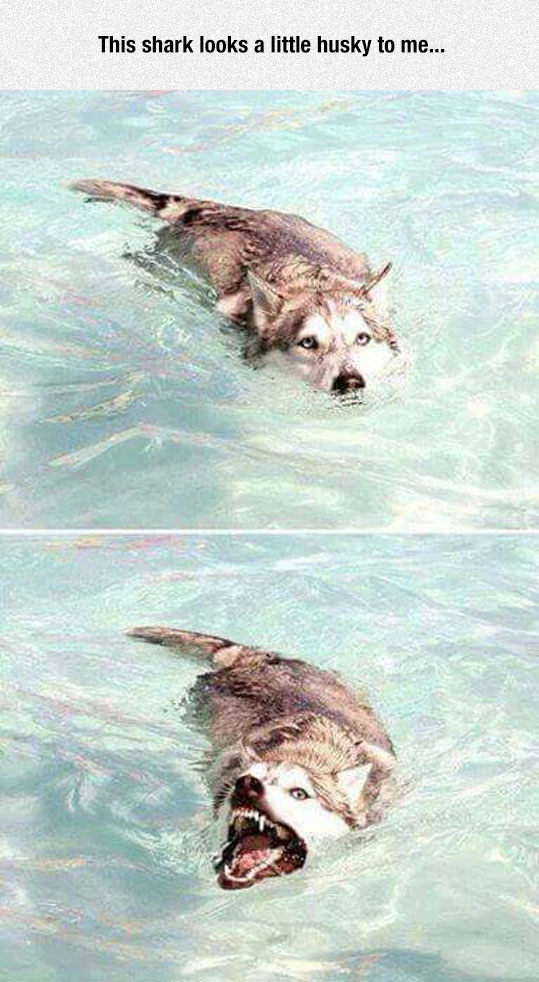 cool-dog-water-shark-teeth-scary.jpg