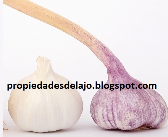 Ajo Ajo Lista de Sustancias Activas Quimicas que Contiene y la Cebolla en Argentina Paraguay Chile y Ñandu