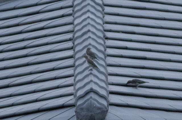 Asian Glossy Starlings - Pasir Ris, Singapore Asian Glossy Starlings - Pasir Ris, Singapore