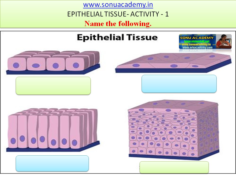 SONU ACADEMY: EPITHELIAL TISSUE-ACTIVITY(1)