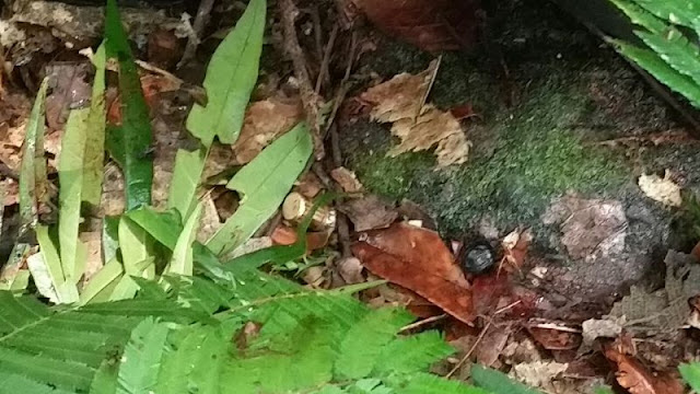 Em Ariquemes homem é executado de maneira brutal dentro da mata Em Ariquemes homem é executado de maneira brutal dentro da mata