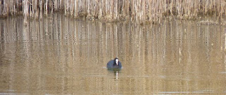 Las Tablas de Daimiel, provincia de Ciudad Real. Las Tablas de Daimiel, provincia de Ciudad Real.