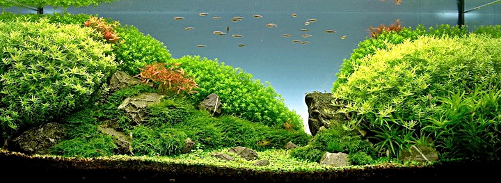Unduh 400 Koleksi Background Aquarium Keren HD Gratis