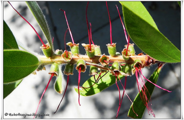 NaturAranjuez: Callistemon citrinus. (CALISTEMO)