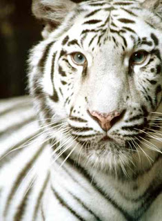 White Tiger photos