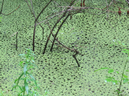rain on duckweed covered pond