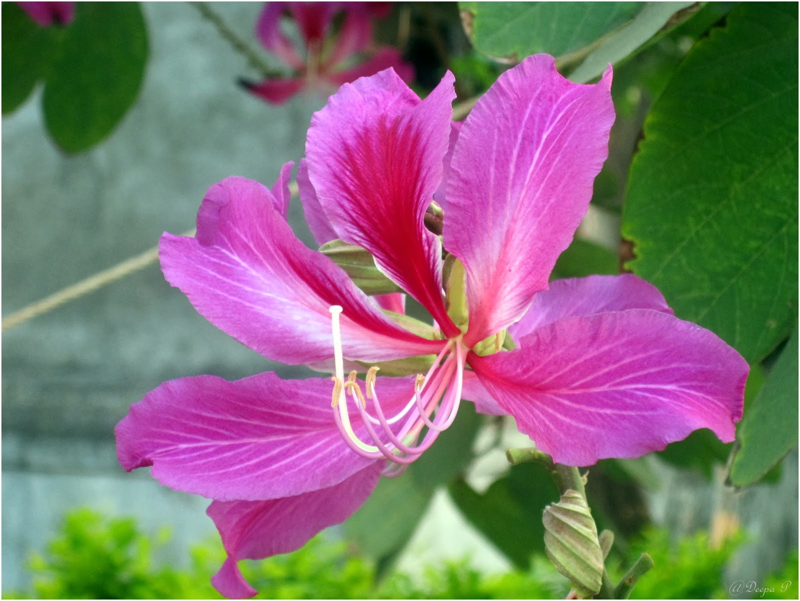 Hong kong Orchids Random Photography