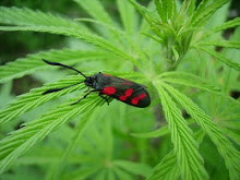 Rouge et vert ou vert et rouge ?