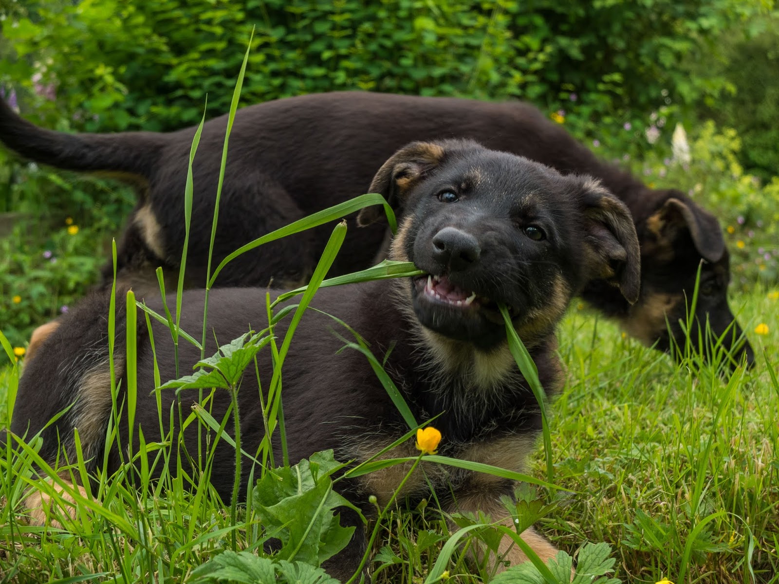 Two month old German Shepherd puppy chewing a blade of grass.