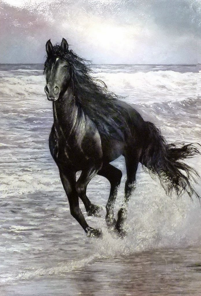caballo-negro-corriendo-en-el-agua