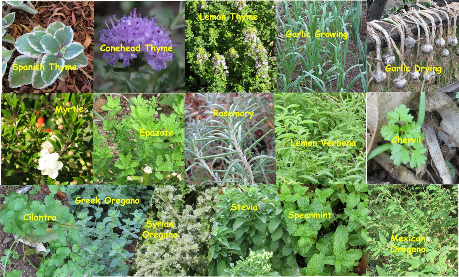 Edible Herbs, Flowers & Other Edibles Grow Your Own Dinner! Today is
