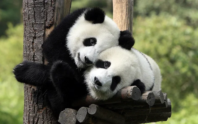 Foto van twee schattige pandaberen in een boom