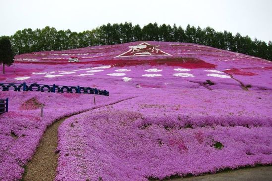 Takinoue-Flower-Park2%5B1%5D.jpg