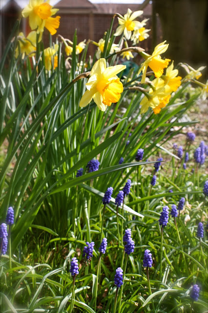 daffodils and grape hyacinths