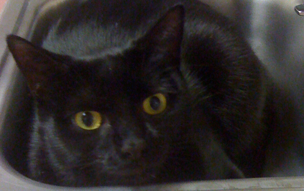 Latest Funny Pictures Funny Dead Black Cats Pictures