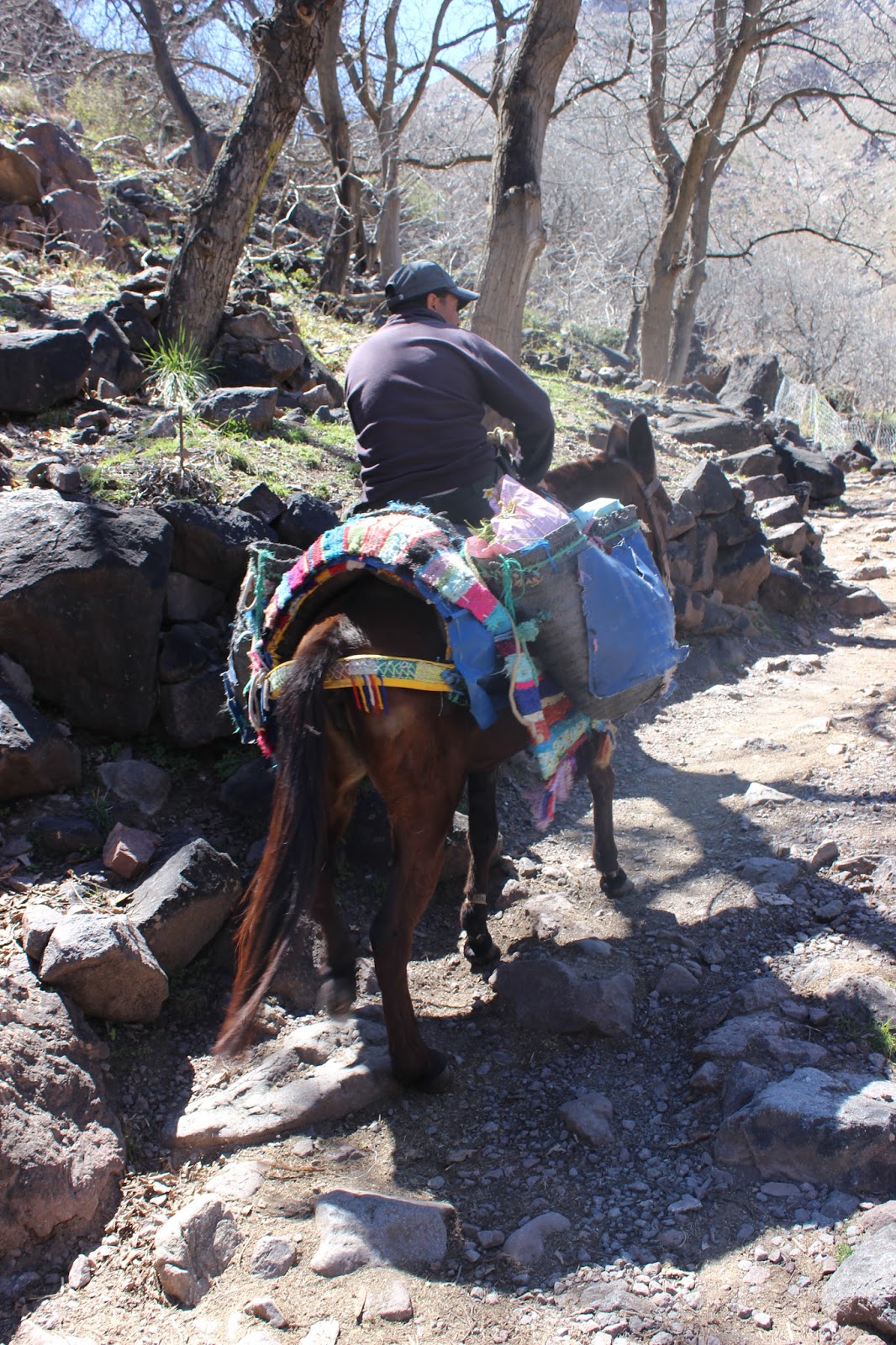 Moroccan mule