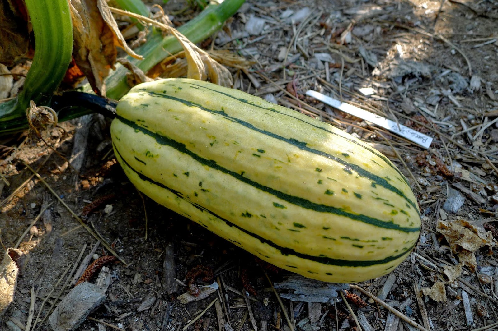16+ Impressive Delicata Squash Growing Inspiratif Design