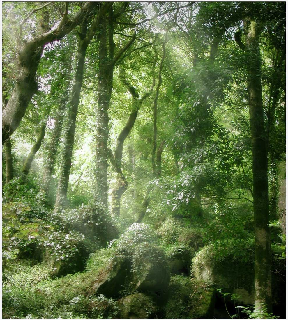 photography El bosque encantado