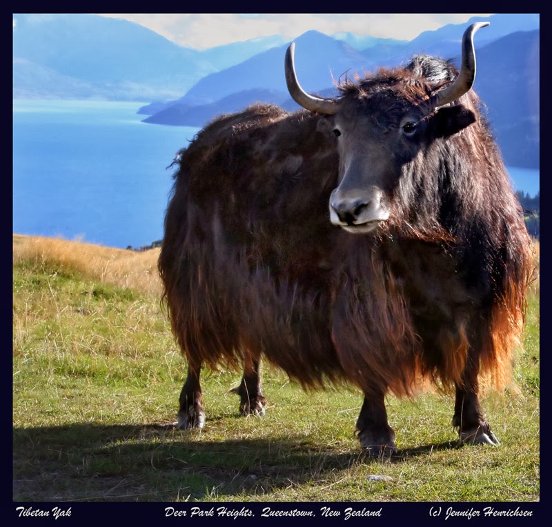 AMARADIPA…….အမရဒီပ: January 2014