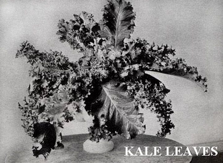 Constance Spry Kale leaves