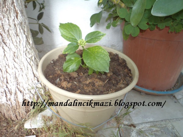 Mandalincikmazi Saci Kibris