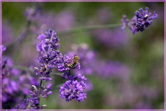 lavender, lavender and bee, lavender and butterfly, lavender candles, lawenda, owady na lawendzie, lawendowe świeczki, decoupage na słoikach