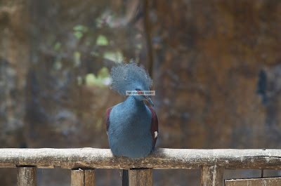 Click here to enlarge image Ark Avilon Zoo - Nicobar Pigeon