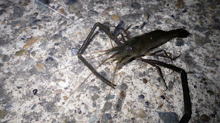 テナガエビ 旧江戸 堀江ドック テナガエビ 旧江戸 堀江ドック