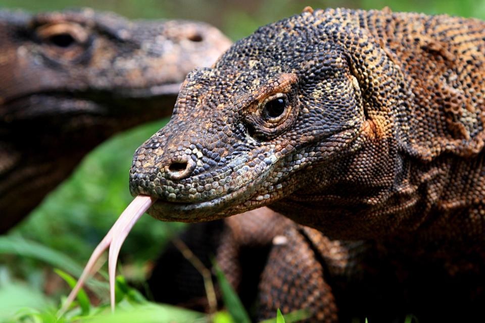 BIOLOGI GONZAGA SOAL KEANEKA RAGAMAN HAYATI KELAS X