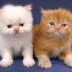 Gambar DP BBM Kucing Anggora Lucu dan Cantik Terbaru