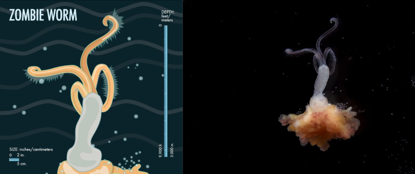 игра червячки зомби. Zombie worm. Zombie worm. оседокс. оседакс или зомби-черви.