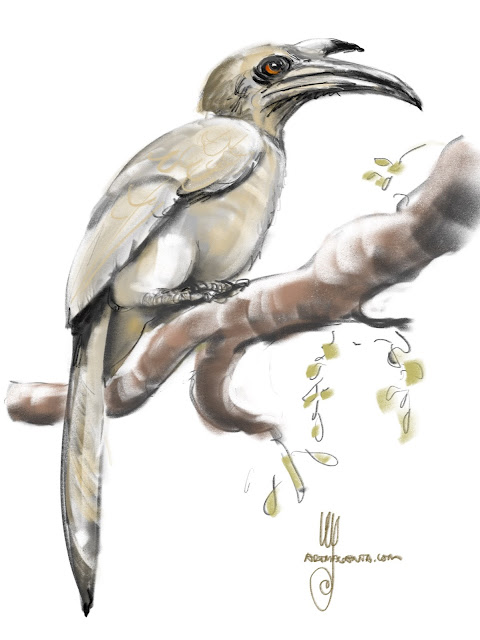 Indian Grey Hornbill bird painting by Ulf Artmagenta