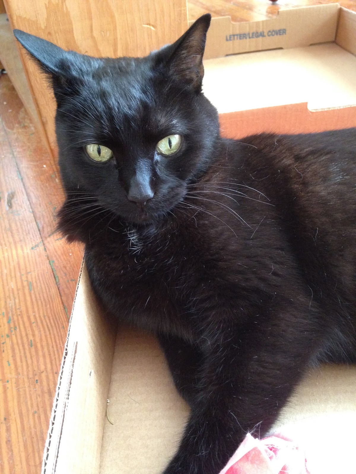 Eastside Cats Cat Spit