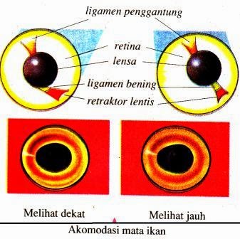 Sistem Indra pada Hewan