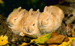 rabbits wallpapers rabbit bunny desktop downloads wallpapersafari