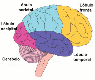 imagenes del cerebro humano y sus partes en ingles