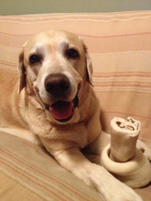 fotos de todo tipo de animales - animales con frases graciosas y divertidas y de todo tipo de