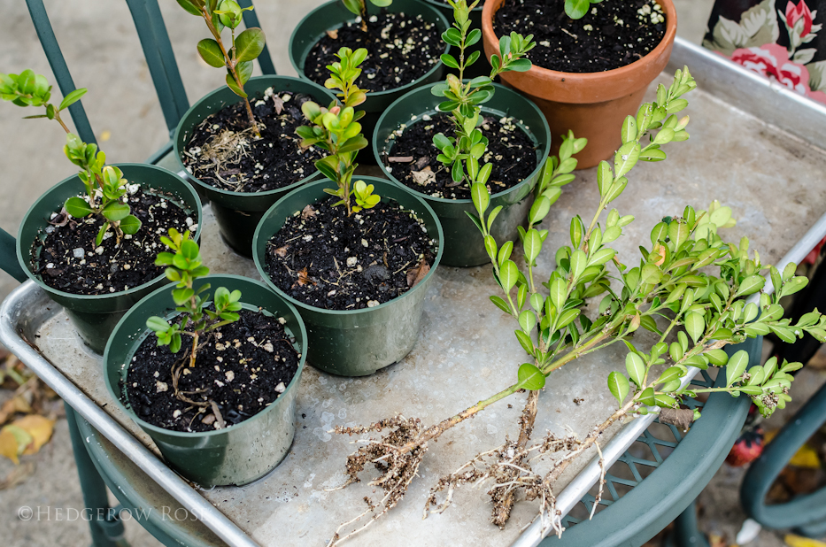 Gardening How to grow boxwood from cuttings My Favorite Things